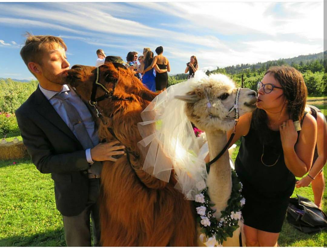 weddingllamas