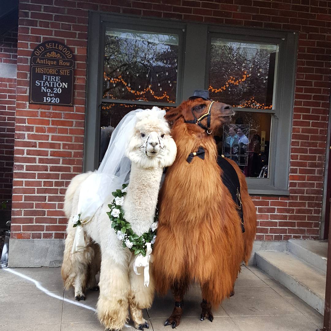 weddingllamas