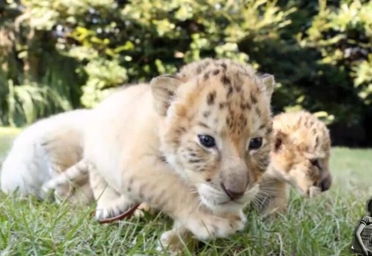 A white lion and white tiger had the cutest (and rarest) babies ever!