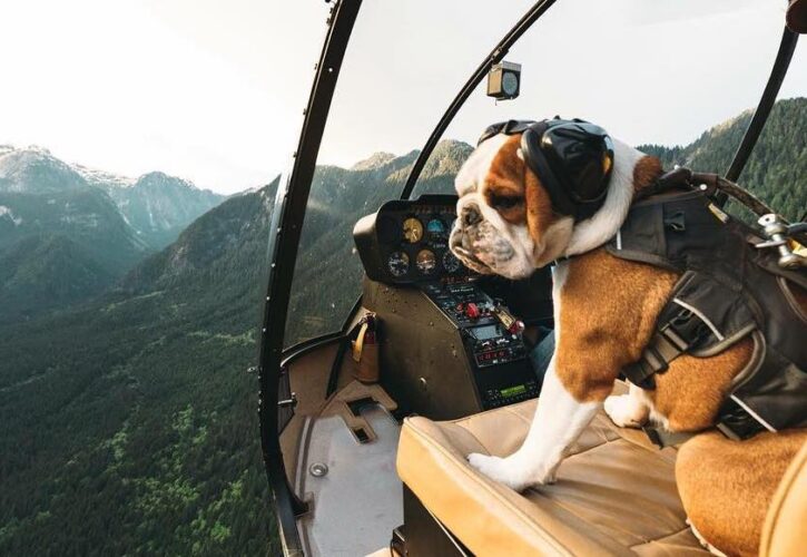 Mr Bentley the helicopter loving adventure bulldog