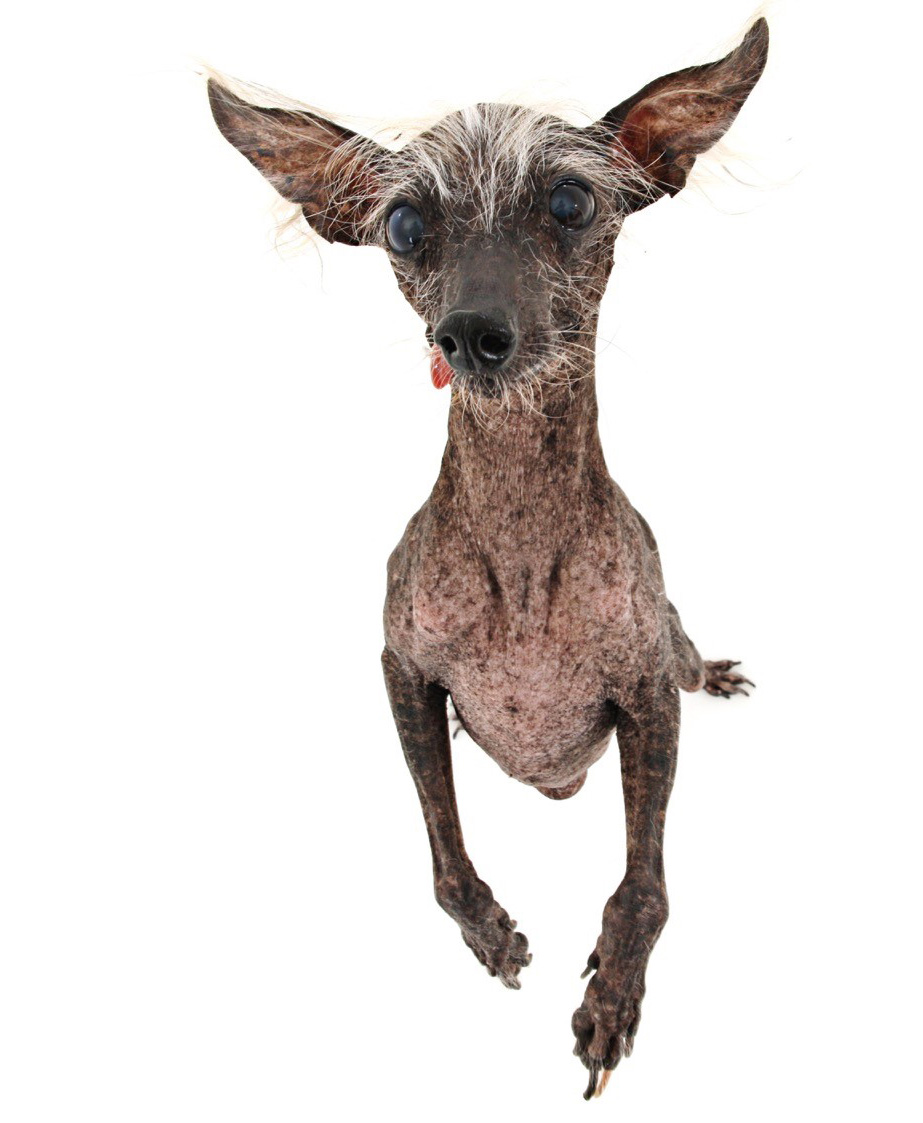 Chase ugliest dog contest