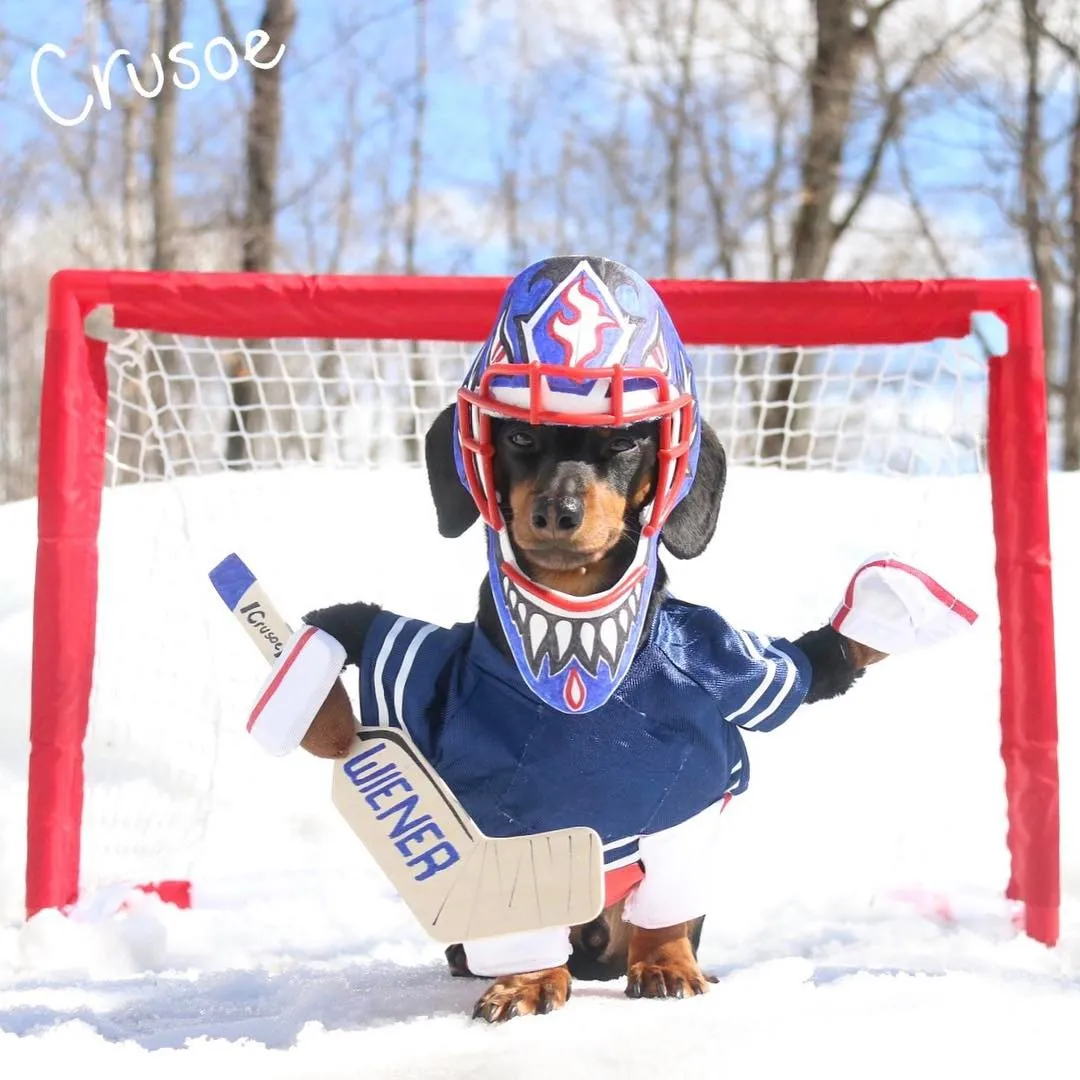 Crusoe the dachshund doesn’t let being a sausage stop his pro sports