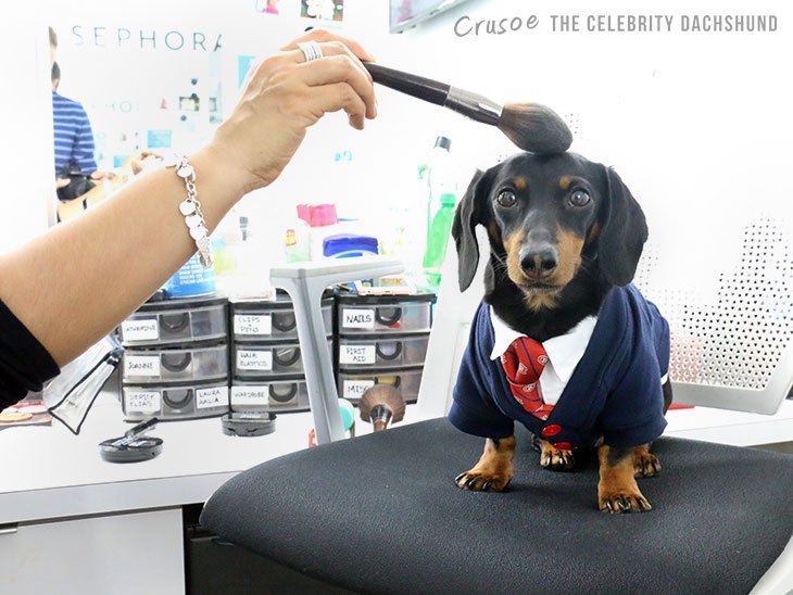 Crusoe the dachshund 4