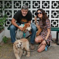 George Clooney's pet Louie