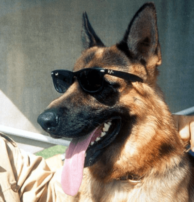 Gunther IV - German Shepherd - richest animal-in-the-world 1