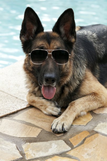 Gunther IV - German Shepherd - richest animal-in-the-world 4