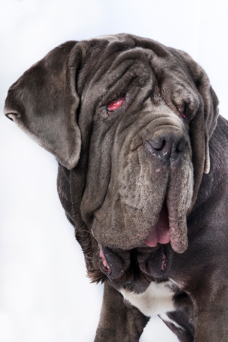 Martha 2017 worlds ugliest dog winner