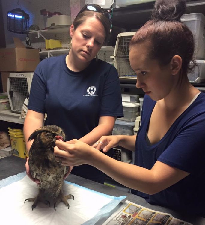 Owl remembers man who saved her life 1