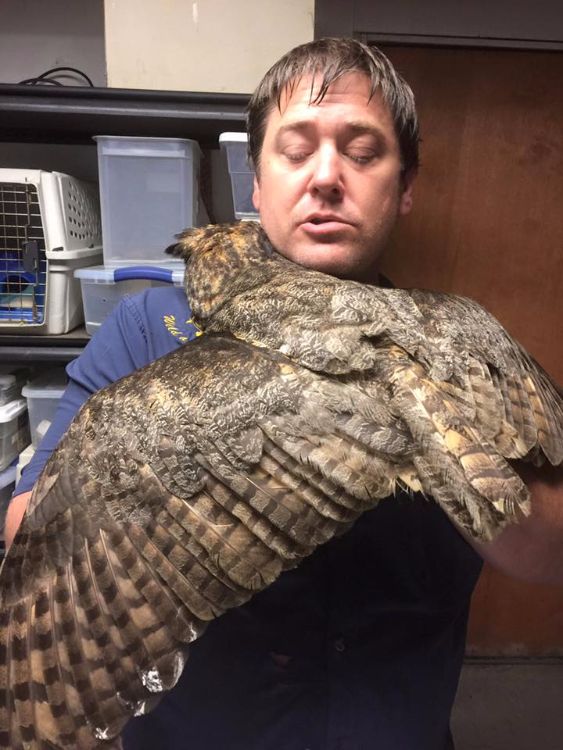 Owl remembers man who saved her life 2