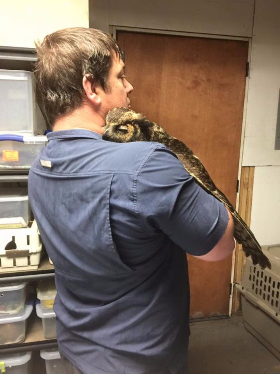 Owl remembers man who saved her life 3