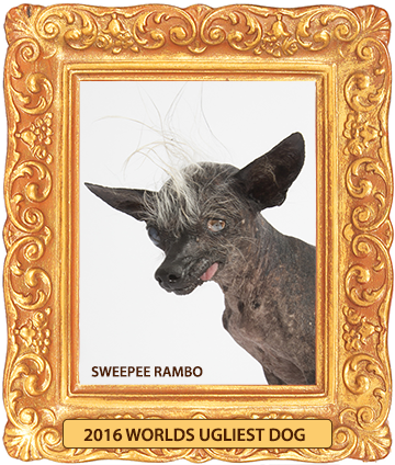 Sweepee Rambo ugliest dog winner 2016