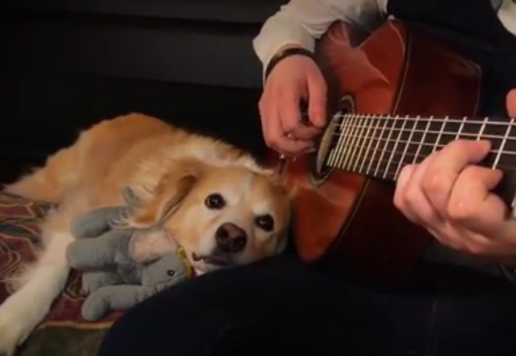Maple the acoustic guitar-loving dog teaches you how to chill