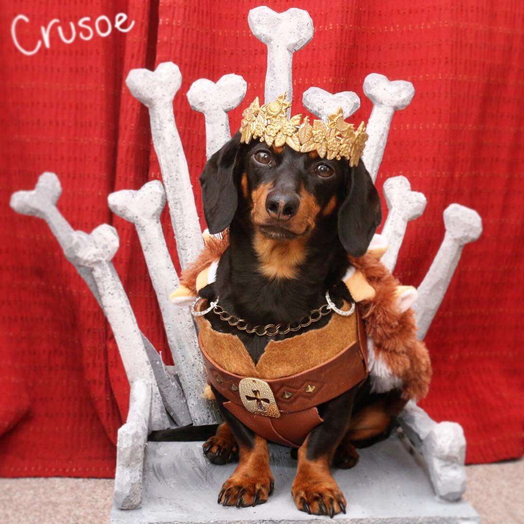 crusoe_dachshund
