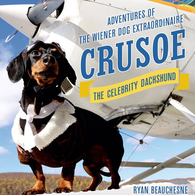 crusoe_dachshund