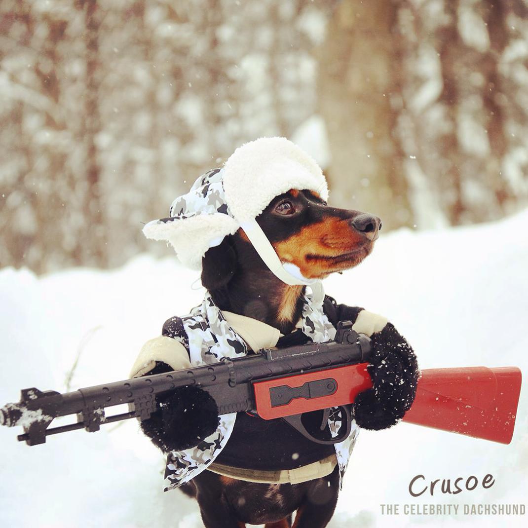 crusoe_dachshund