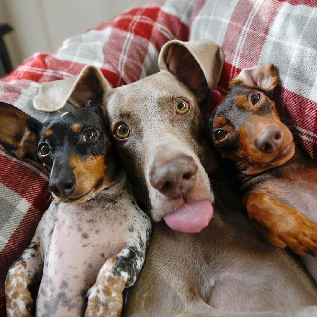 harlowandsage