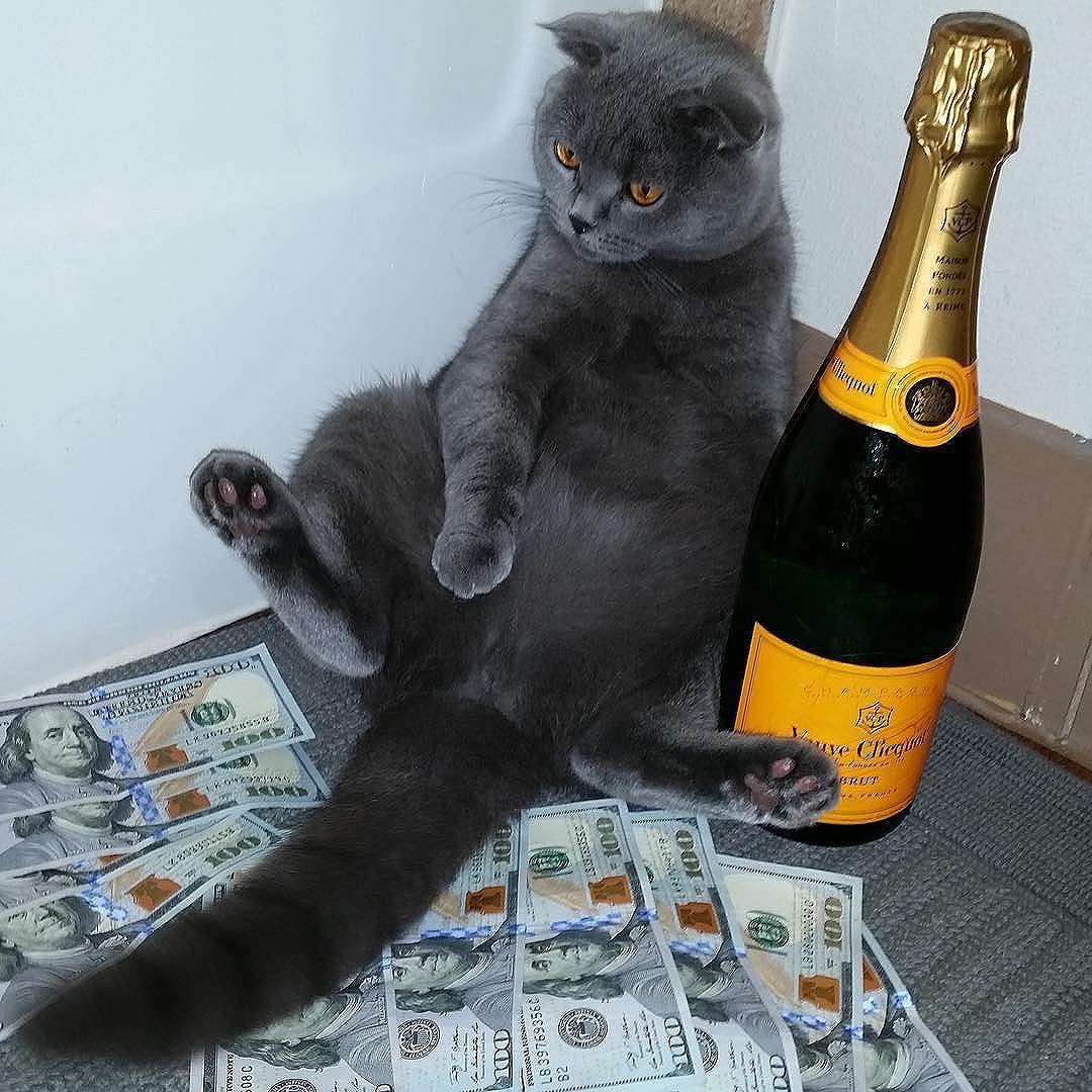 Rich Kitty