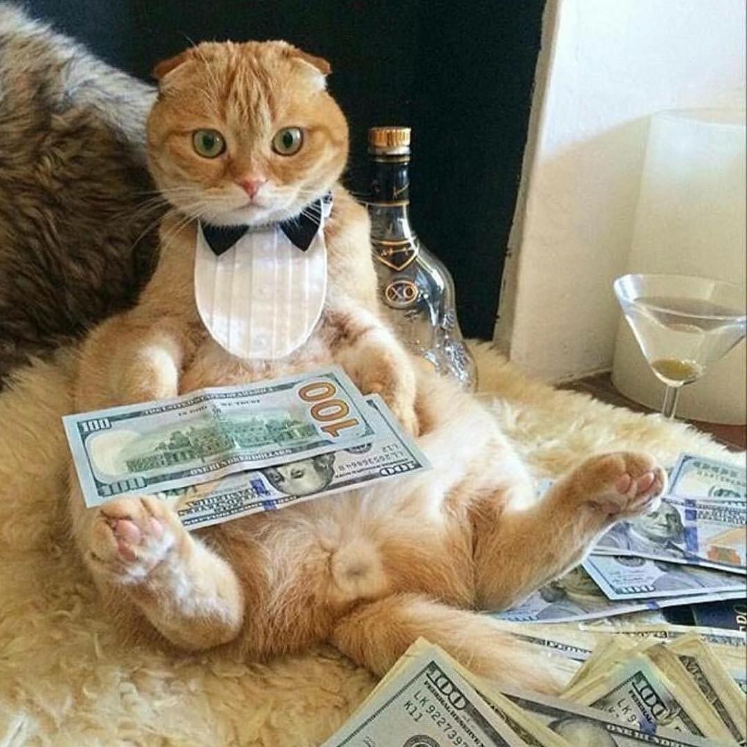 Rich Kitty