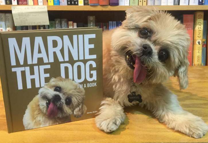 Marnie the Shih Tzu from rags to riches finds Internet fame now hangs with A-list celebrities
