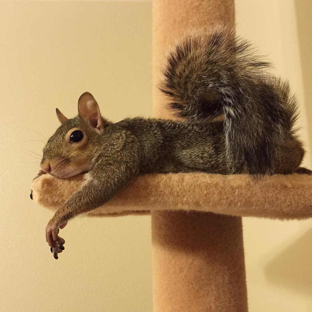 this_girl_is_a_squirrel
