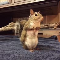 John Lydon's pet Rescue Squirrel