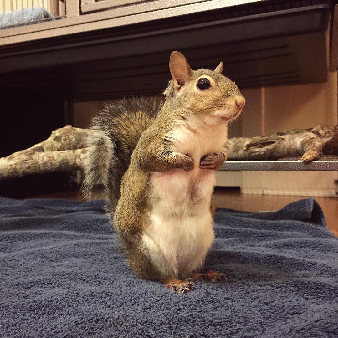 this_girl_is_a_squirrel