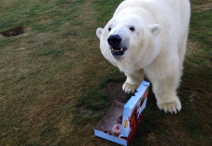 Canadian man has movie star Polar Bear for a pet