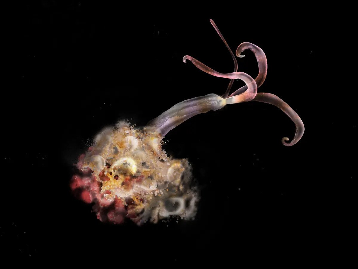 Bone-eating Snot-flower Worm
