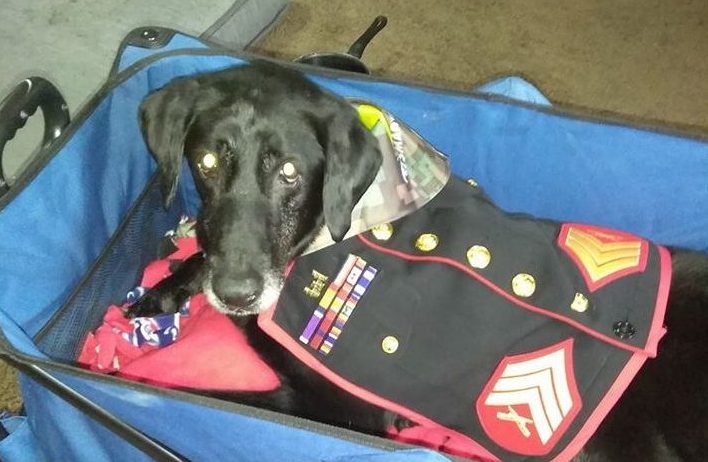 Hero Doggo: US Marine Cena served 3 tours in Afghanistan, gets tearful sendoff after terminal cancer