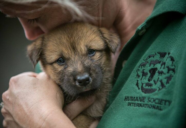 Dog meat farmer has a heart, turns to Humane Society for help saving 148 dogs