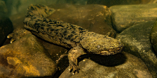 Hellbender salamander