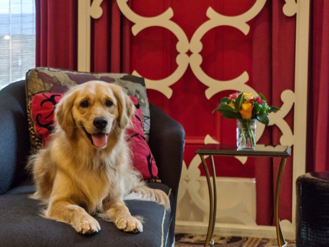 Hotel Monaco - Portland Oregon - dogs