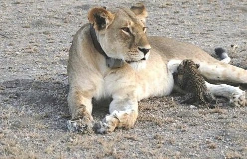 Wild Lioness Adopts Baby Leopard Cub, a mothers love knows no bounds