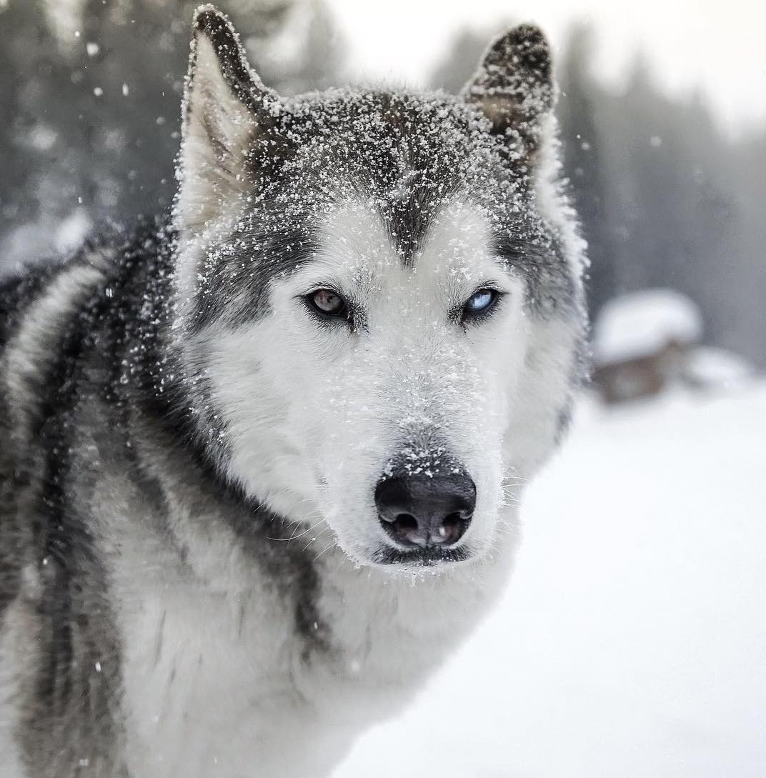 Loki Wolfdog adventures @Loki_the_wolfdog - Celebrity Pet Worth1072 x 1089