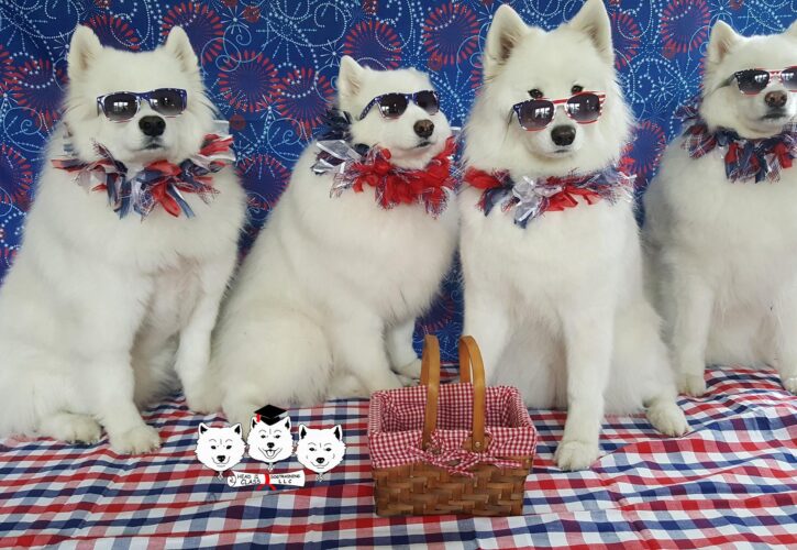All Samoyed Barbershop Quartet Good Boy Group makes waves in the a Cappella Scene