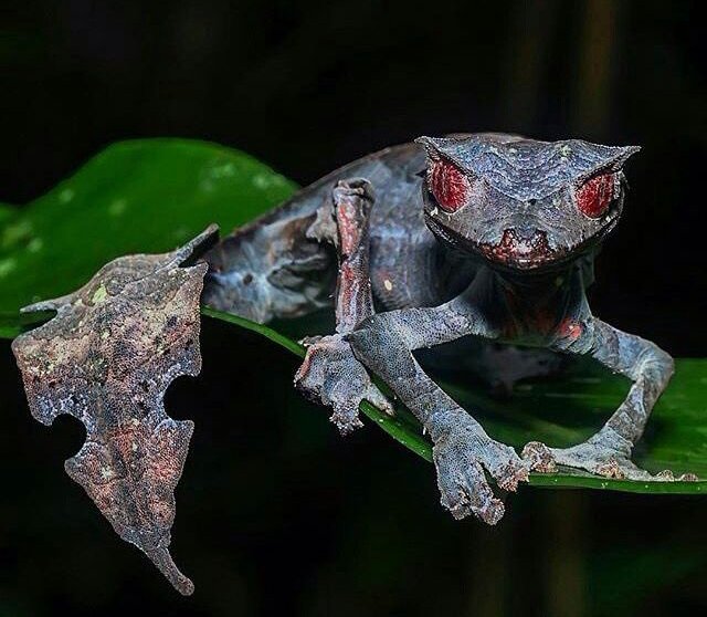 Satanic leaf-tailed gecko