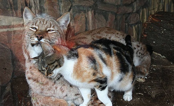 This cat and lynx couple prove love can be found anywhere