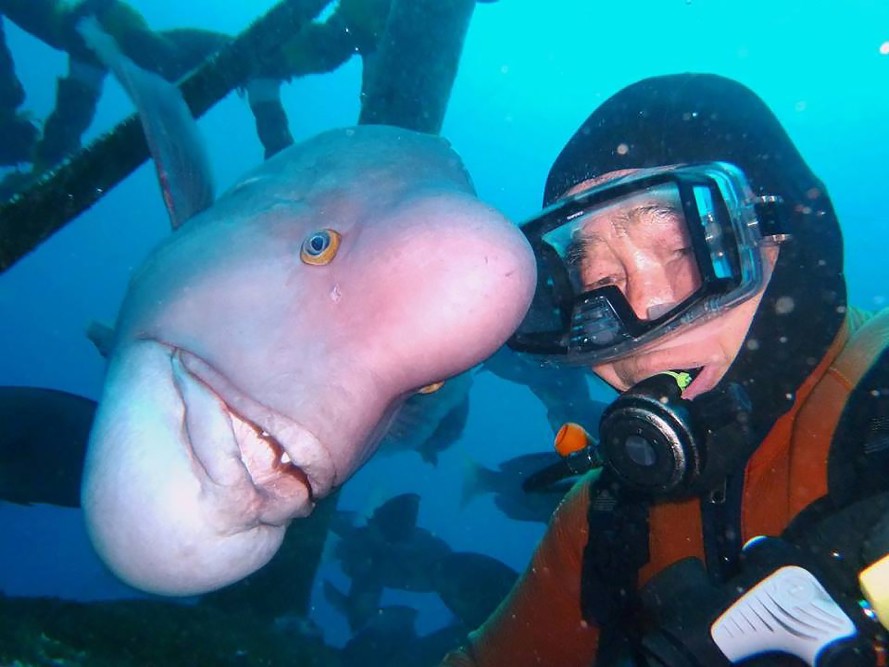 Diver and his BFF (Best Fish Friend) have been meeting up for 25 years