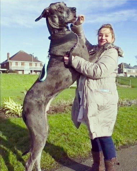 freddygreatdane