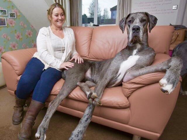 freddygreatdane