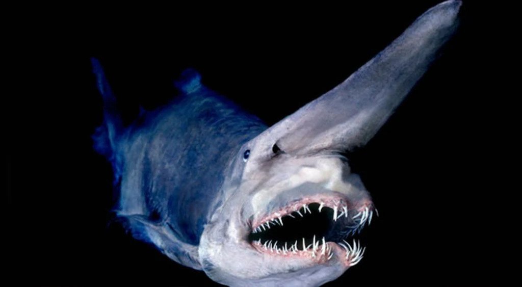 goblin shark