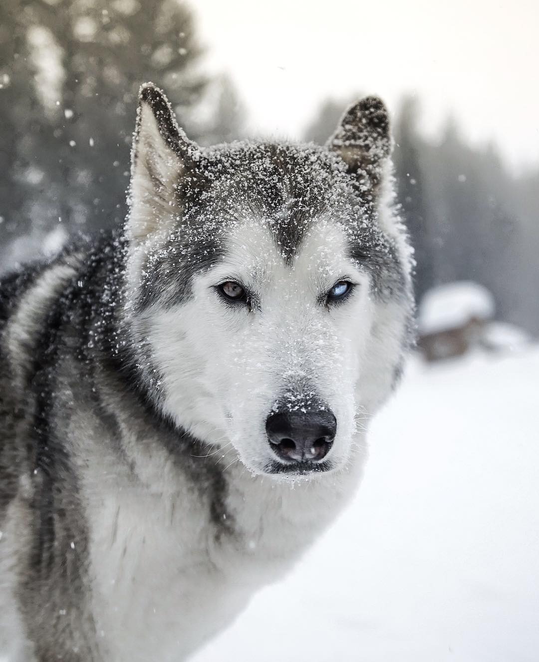 Loki the Wolfdog adventures through backcountry with photographer dad ...