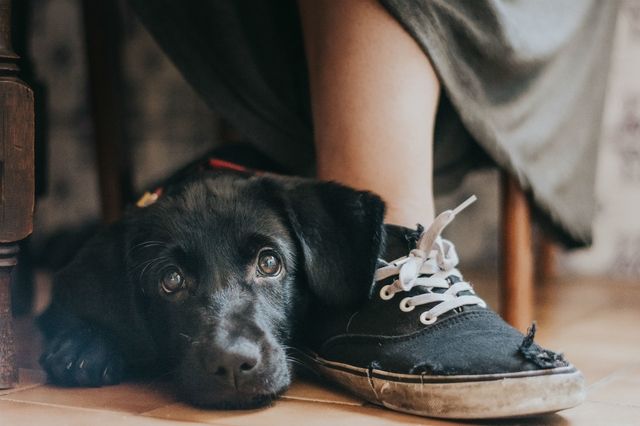 2017 Dog Photographer of the Year Award Winner