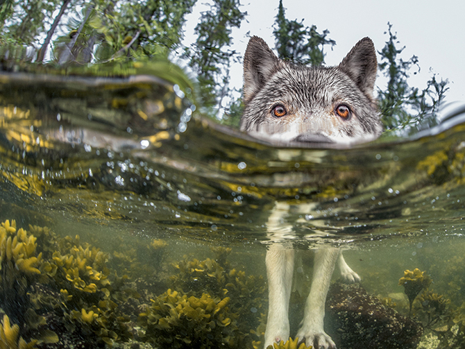 Vancouver Island Sea Wolves