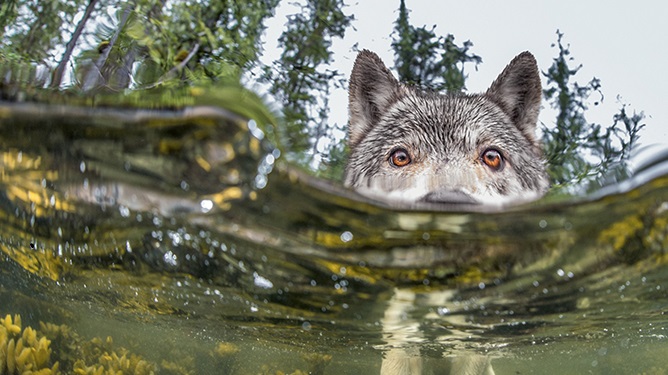 Check out these badass “sea wolves” that hunt underwater