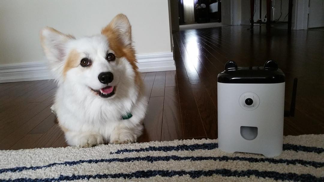 thepetbot