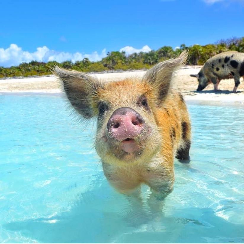 theswimmingpigs