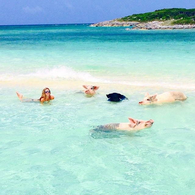 theswimmingpigs