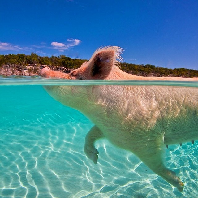 theswimmingpigs
