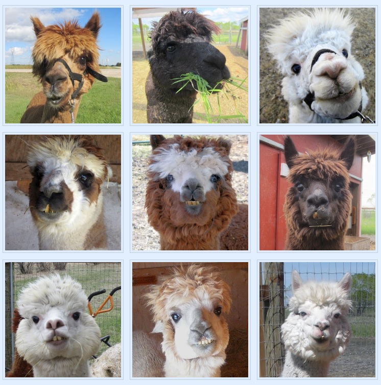 The AlpacaZone Alpaca dance classes